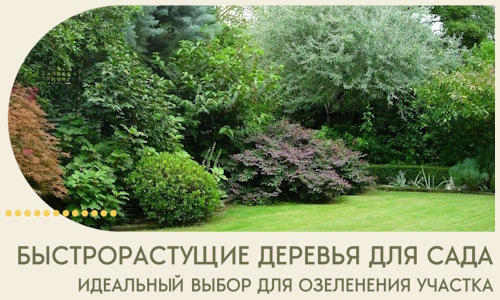 Быстрорастущие деревья для сада идеальный выбор в Георгиевске