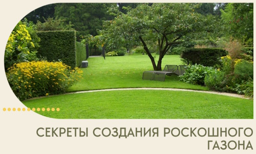 Секреты создания роскошного газона в Георгиевске